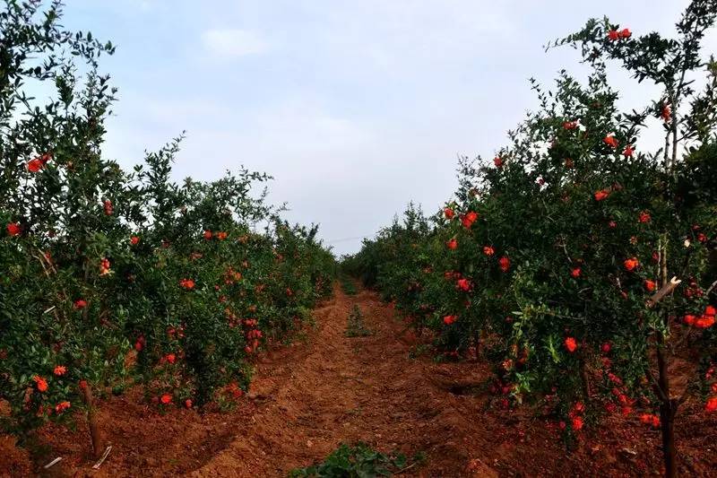 洛阳适合中学生好玩免费景点,洛阳各个景点的介绍
