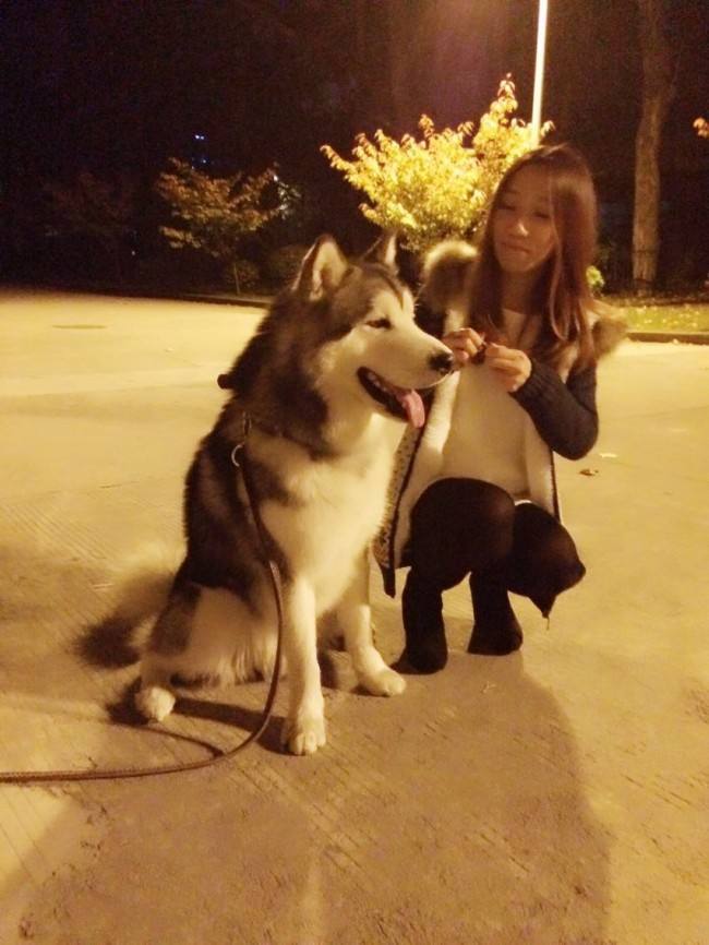 养好犬的人太不容易,为什么不建议新手养阿拉斯加犬