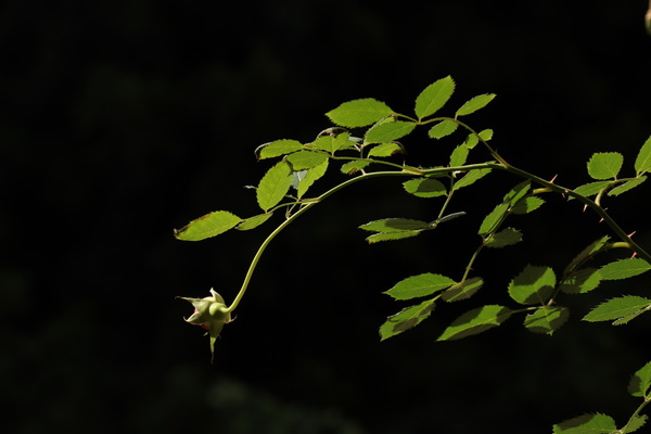 佳能eos1dxmarkiii,佳能eos77d相机使用效果怎么样