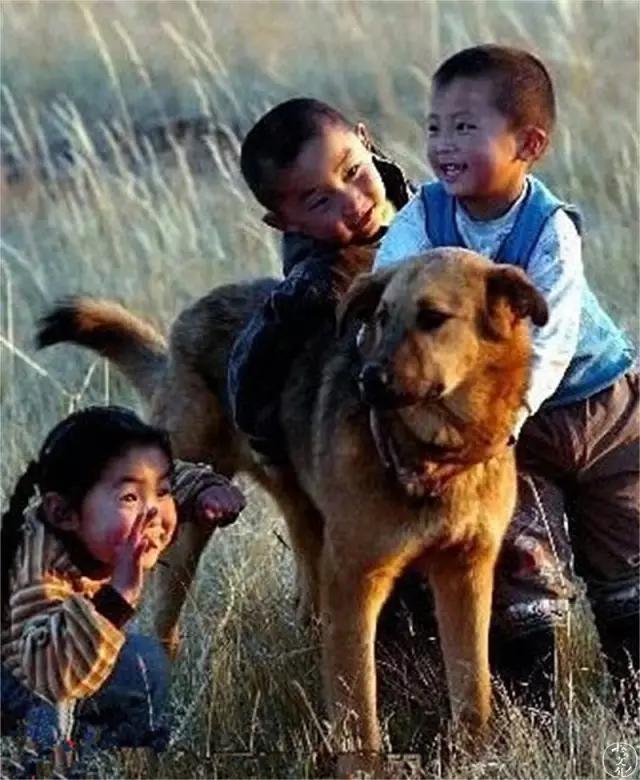 土狗再忠心也比不了宠物狗,为什么土狗越来越遭人嫌弃