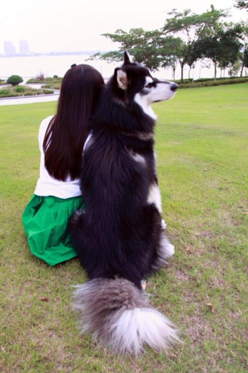 养好犬的人太不容易,为什么不建议新手养阿拉斯加犬