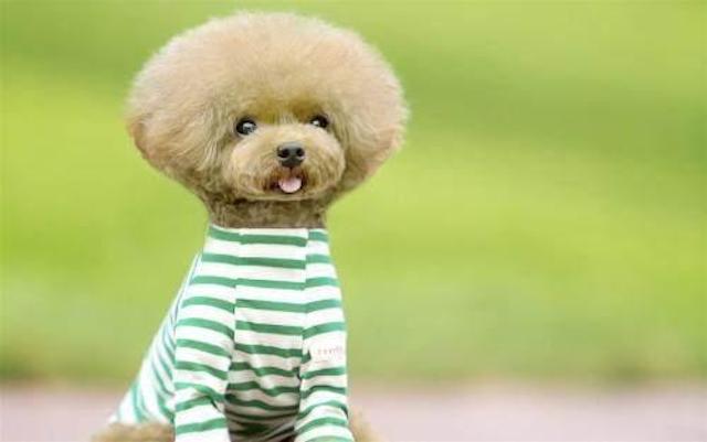 泰迪犬容易得什么病,泰迪犬最令人头疼的5大缺点