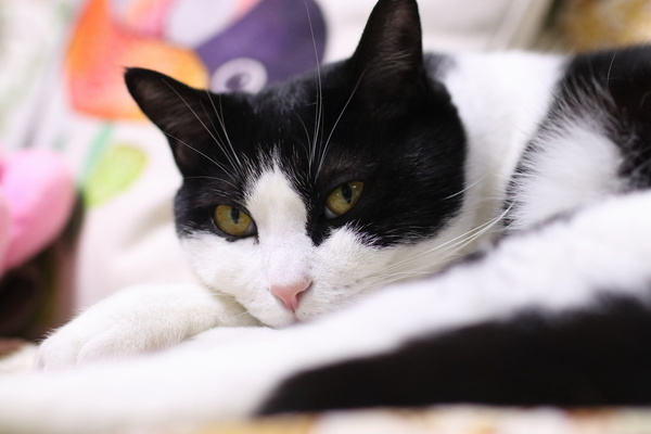 佳能eos1dxmarkiii,佳能eos77d相机使用效果怎么样