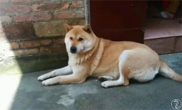 土狗再忠心也比不了宠物狗,为什么土狗越来越遭人嫌弃