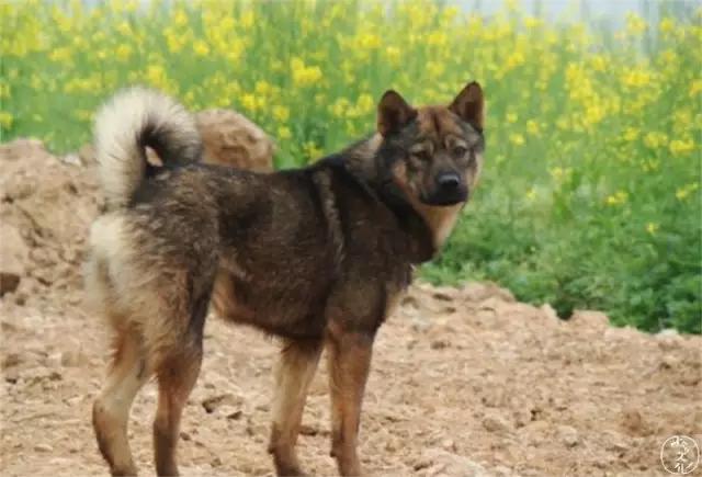 土狗再忠心也比不了宠物狗,为什么土狗越来越遭人嫌弃