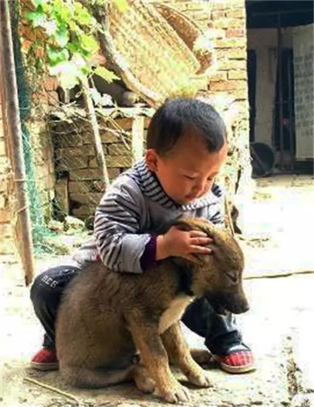 土狗再忠心也比不了宠物狗,为什么土狗越来越遭人嫌弃