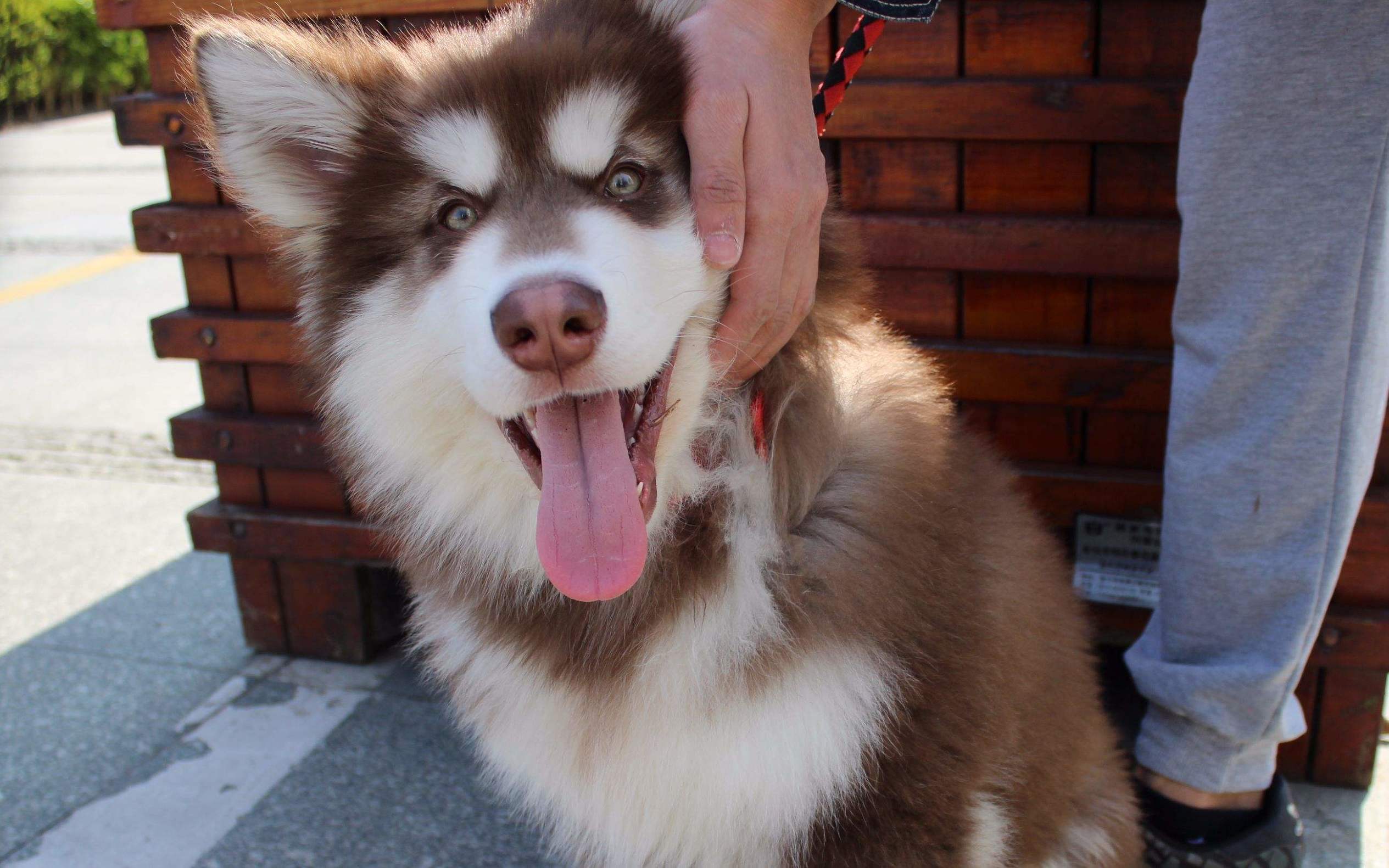 养好犬的人太不容易,为什么不建议新手养阿拉斯加犬