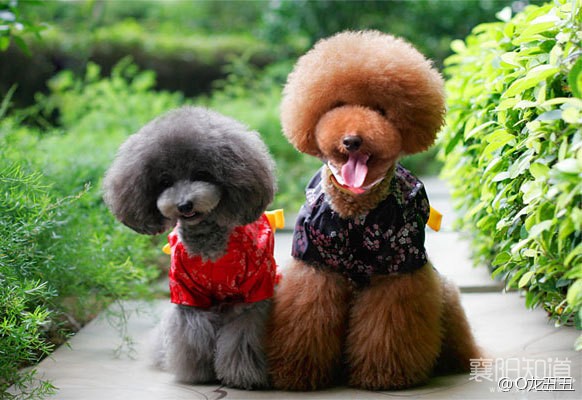 泰迪犬容易得什么病,泰迪犬最令人头疼的5大缺点