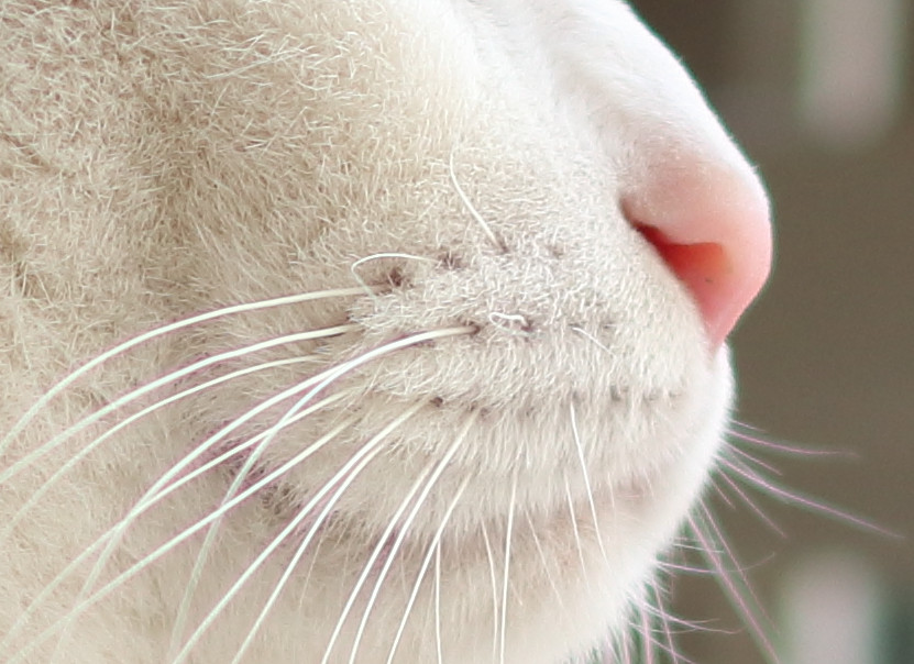 佳能eos1dxmarkiii,佳能eos77d相机使用效果怎么样