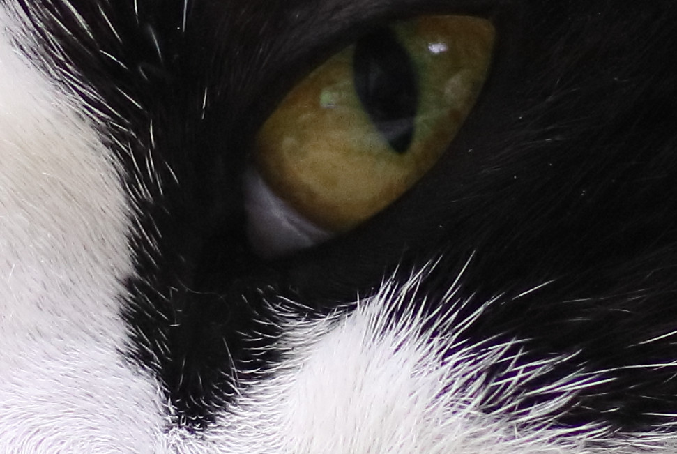 佳能eos1dxmarkiii,佳能eos77d相机使用效果怎么样