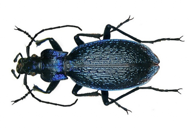 airfoampositeone实战性能怎么样,airfoampositeone蓝色