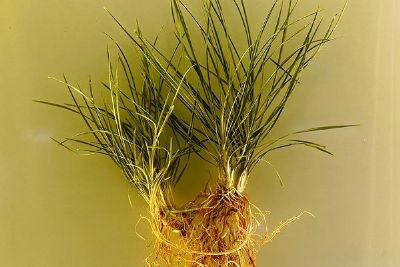 绵阳特产送人便于携带,绵阳在哪儿买特产比较正宗