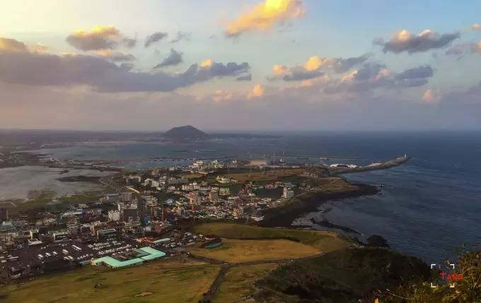 做一只治愈的猫,做一只快乐的柴犬