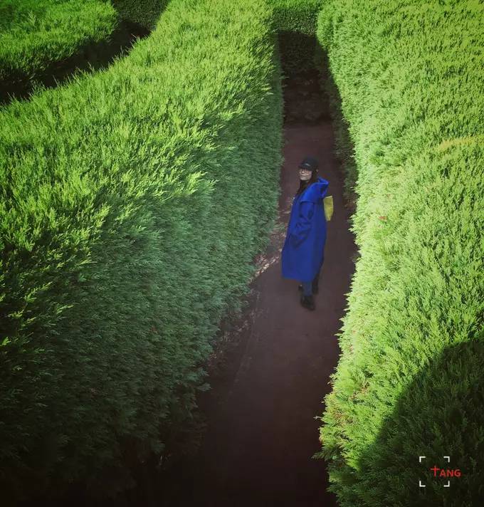 做一只治愈的猫,做一只快乐的柴犬