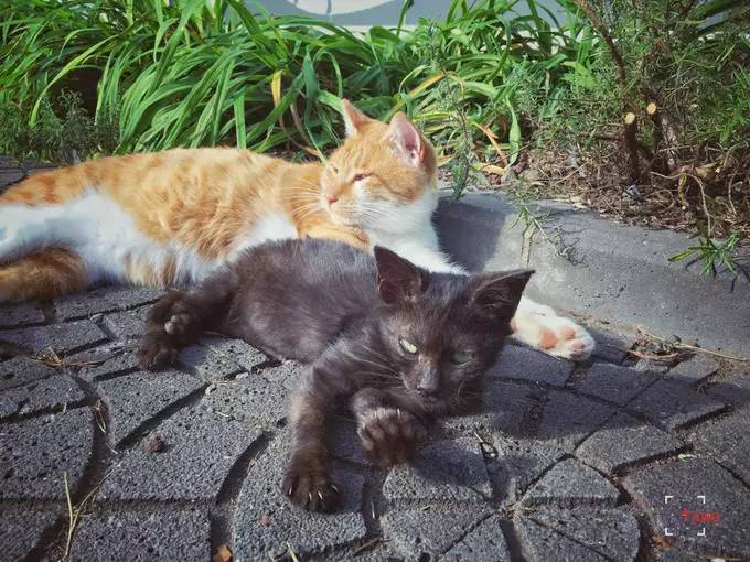 做一只治愈的猫,做一只快乐的柴犬