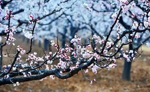 洛阳适合中学生好玩免费景点,洛阳各个景点的介绍