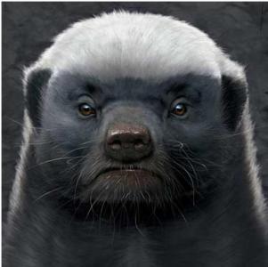 非洲乱不乱，平头说了算！科普：平头哥蜜獾究竟有多牛？