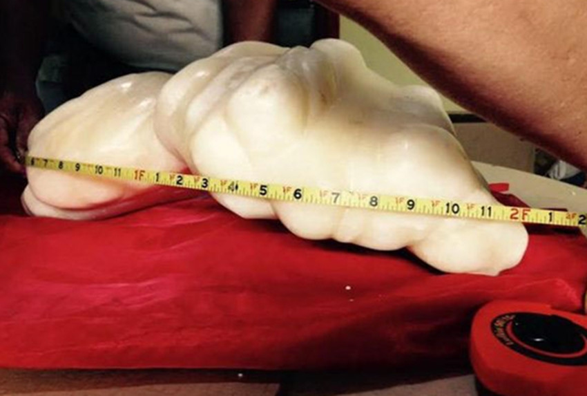 佛教七大珍宝砗磲,佛教七宝贝壳