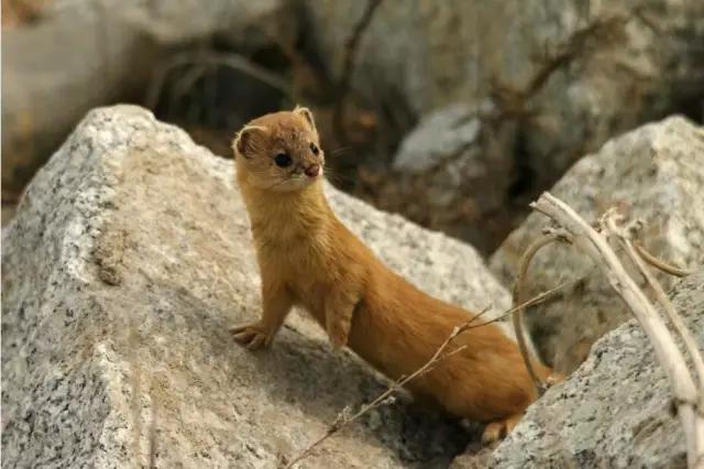 身怀鬼胎国语,身怀鬼胎好吗