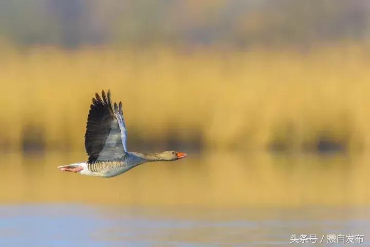 寒露这一天,寒露的前一天好不好