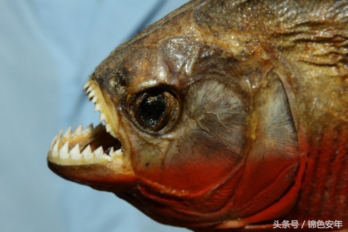 世界最致命的鱼,世界上最危险的鱼