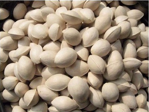 银杏果实可以吃吗怎么吃,银杏果为什么不能多吃