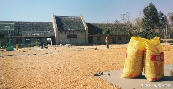 玉米发霉怎么挽救,玉米发霉用什么药最好