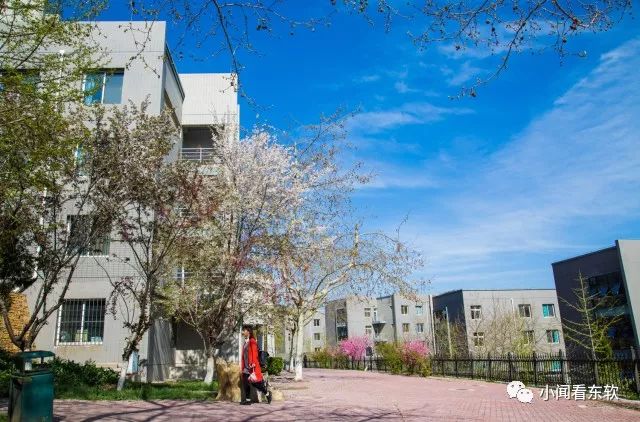 大连东软是本科学校吗,大连东软都有什么院系