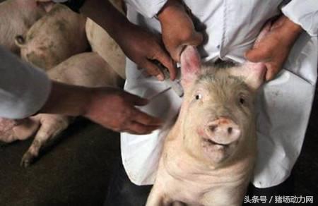 仔猪站立不稳摇晃转圈圈是什么病,保育猪常见病快速诊疗图谱