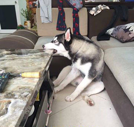 我也很无奈是什么意思,我也很绝望我能怎么办