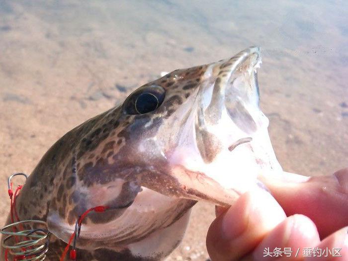 钓猪的方法和技巧,钓鬼婆鱼技巧