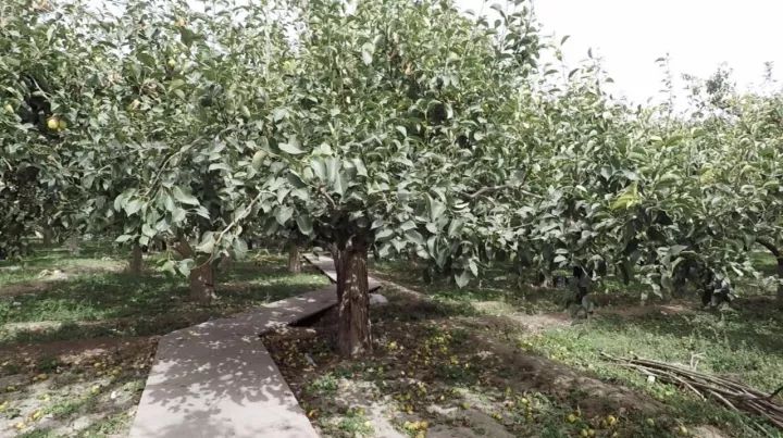 库尔勒的香梨能辨“雌雄”，塔克拉玛干沙漠的胡杨林经历天使之吻