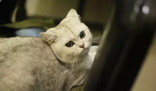 吸猫真的能上瘾吗如何戒瘾,云吸猫有哪些好处