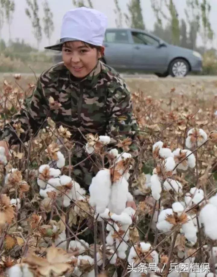 新疆棉花的种植技术优势,疆新棉业