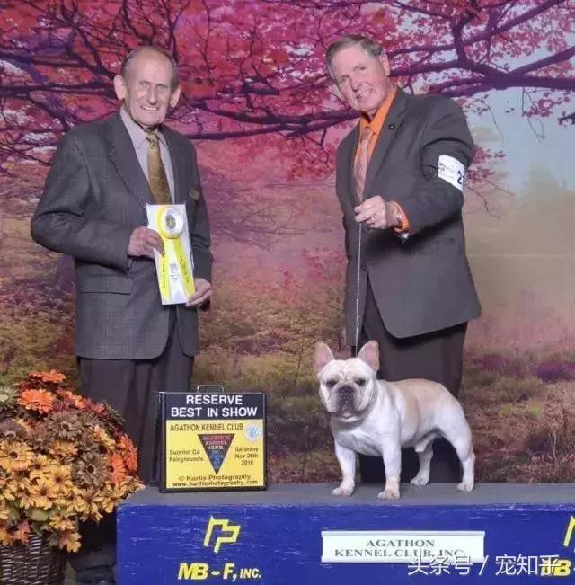 世界名犬英国,世界名犬杜高犬