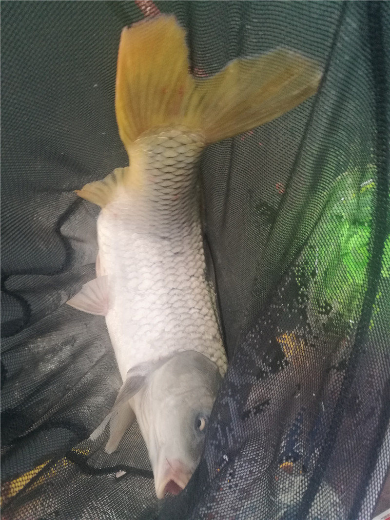 桂林象山区钓鱼黑坑,广西桂林钓鱼黑坑