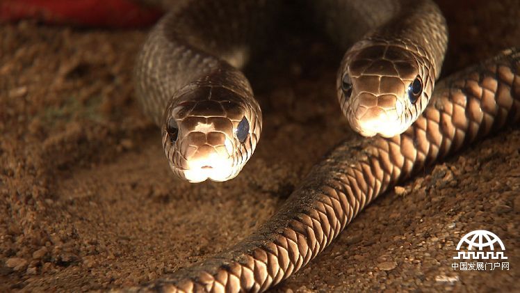 致富经年轻小伙养豪猪发家致富,致富经养蛇视频全集