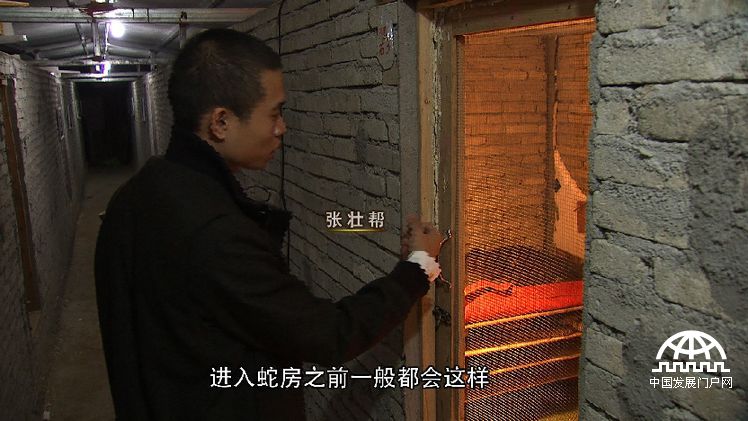 致富经年轻小伙养豪猪发家致富,致富经养蛇视频全集