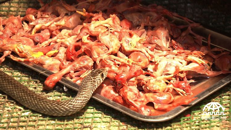 致富经年轻小伙养豪猪发家致富,致富经养蛇视频全集