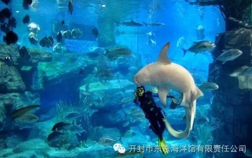 开封东京极地海洋馆,开封东京极地海洋馆团购价格