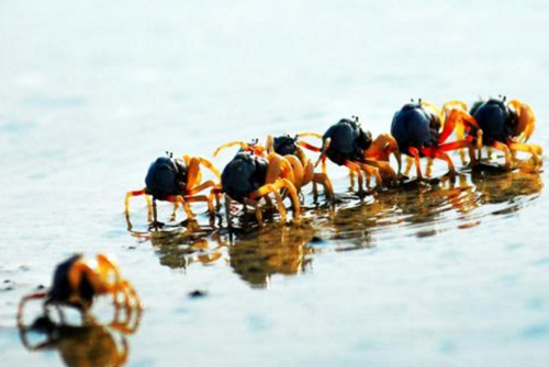 沙蟹洞抓沙蟹技巧,角眼沙蟹中华沙蟹