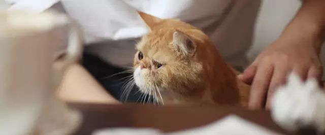 吸猫真的能上瘾吗如何戒瘾,云吸猫有哪些好处