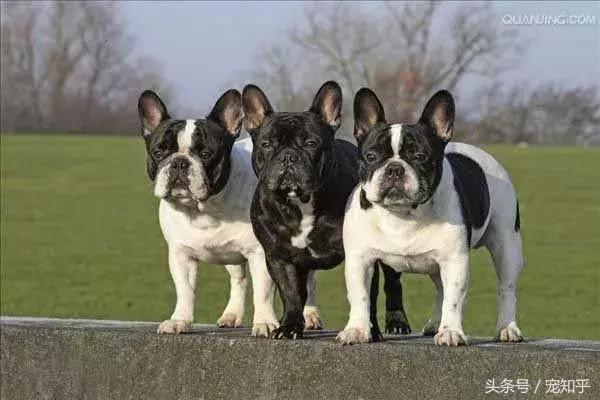 世界名犬英国,世界名犬杜高犬