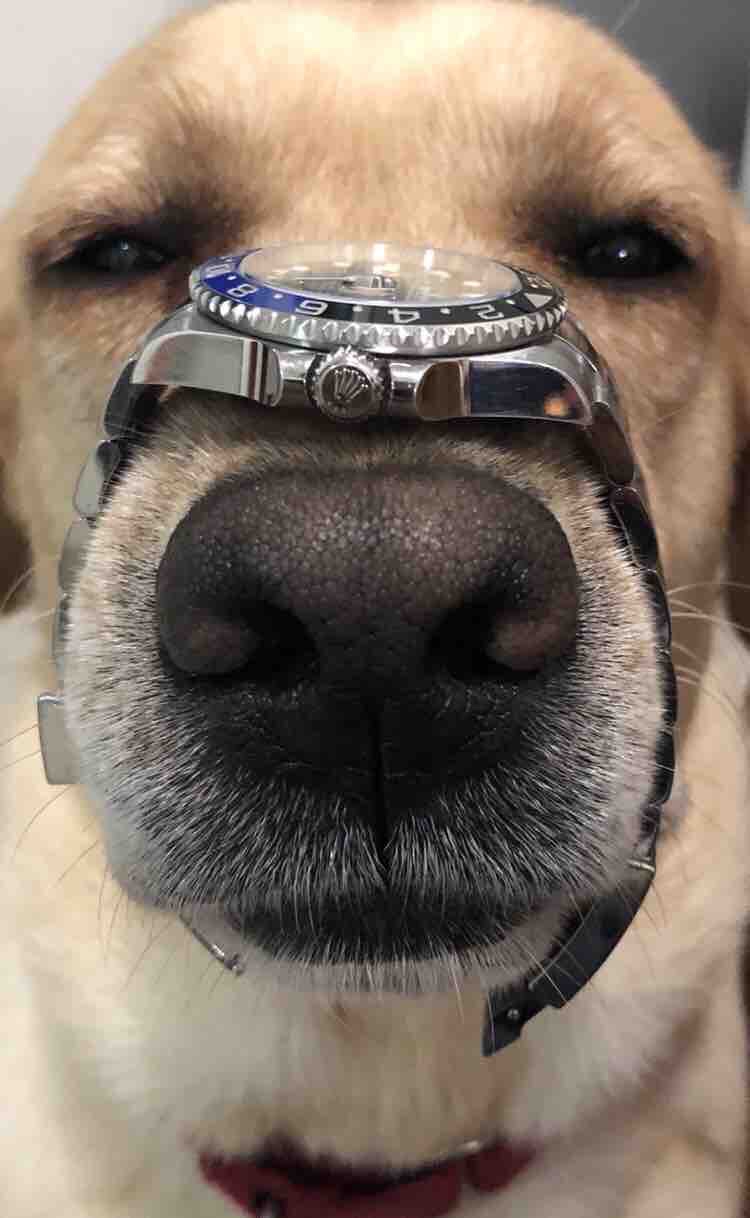 为何复刻表沦为高端人士的玩具?背后真实原因令人不胜唏嘘!