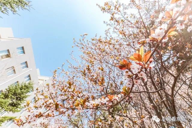 大连东软是本科学校吗,大连东软都有什么院系