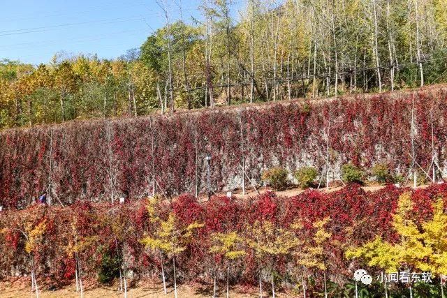 大连东软是本科学校吗,大连东软都有什么院系