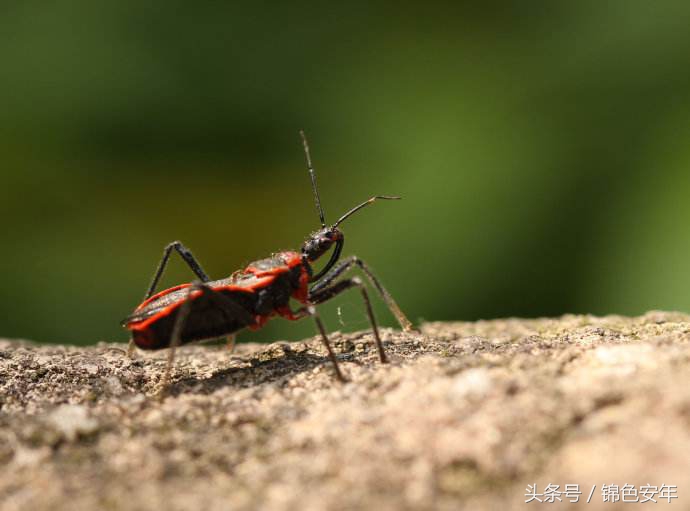 世界上咬人最痛的十大昆虫,世上最可怕的六种虫子还是吸血虫