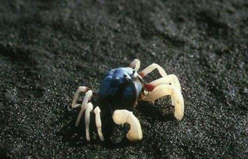 沙蟹洞抓沙蟹技巧,角眼沙蟹中华沙蟹