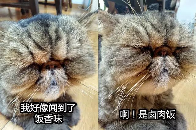 吸猫真的能上瘾吗如何戒瘾,云吸猫有哪些好处