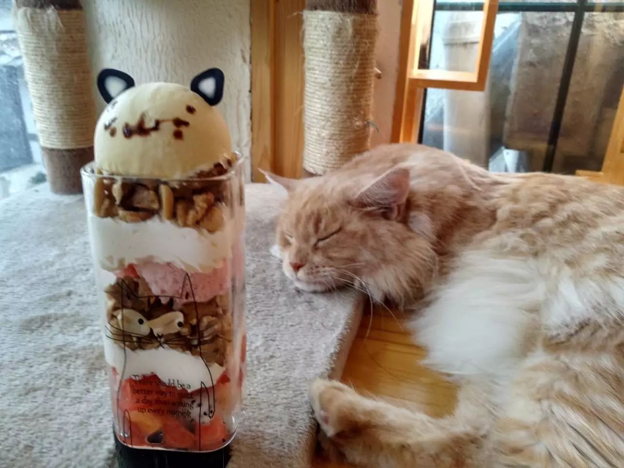 吸猫真的能上瘾吗如何戒瘾,云吸猫有哪些好处